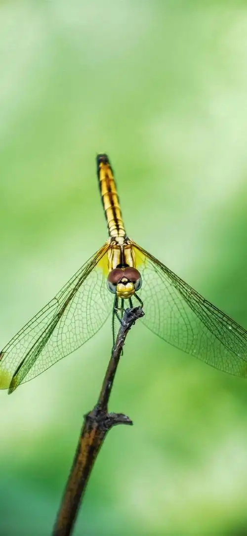 你的壁纸该换了##动物##蜻蜓##摄影##手机壁纸