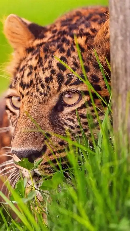 猎豹伏击目标 640x1136 iphone 5/5s/5c/se 壁纸,图片,背景,照片