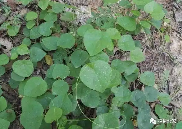 此物名为"千金藤",是胃疼"特效药",农村常见,遇到重视!