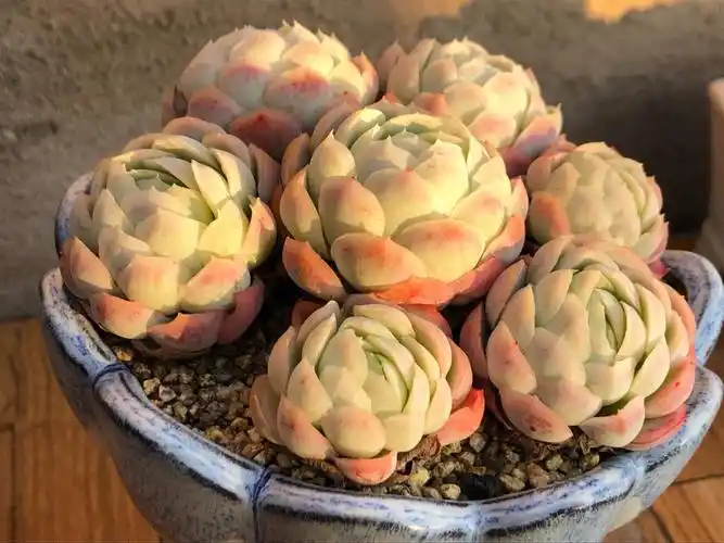 永远看不腻的冰梅