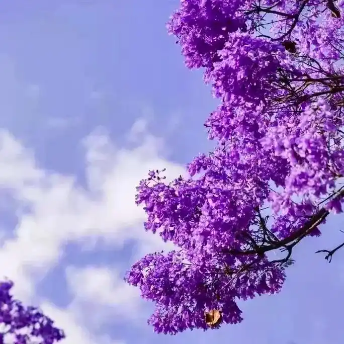 春日图文伙伴计划 蓝花楹的花语:在绝望中等 - 抖音