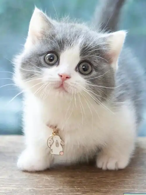 时刻都惊讶的小猫咪是什么样子的