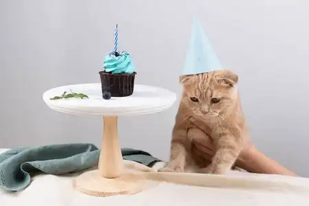 戴着生日帽和蜡烛蛋糕的悲伤的猫照片