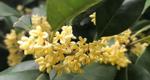 桂花的花苞是什么样的