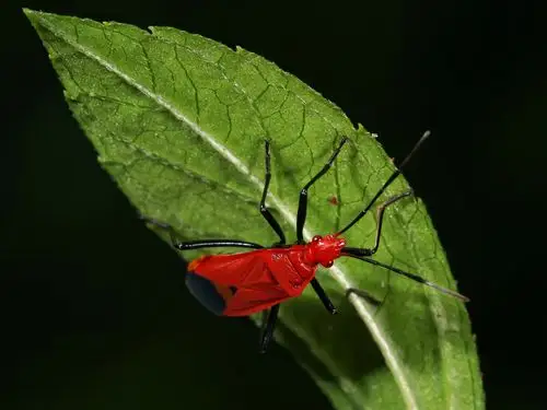 红蝽