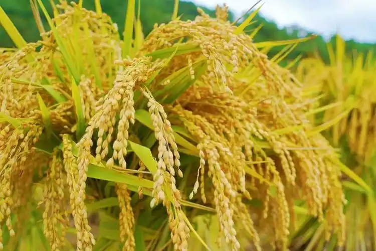 秋丰起云岭稻穗香