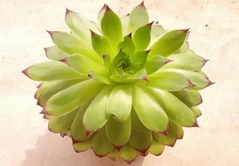 佛座莲竟然有这么美丽的花语?