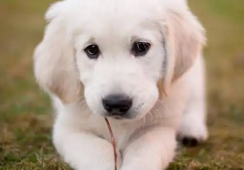 最萌狗狗可爱图片金毛的可爱小狗狗