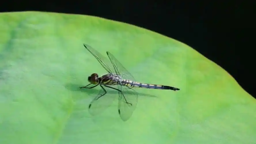 一只蜻蜓停在荷叶上.