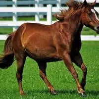 好看良马骏马奔腾疾驰图片_微信头像图片大全