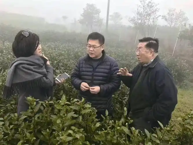 "老中医"牵手"茶院士",皮肤病领域寻突破