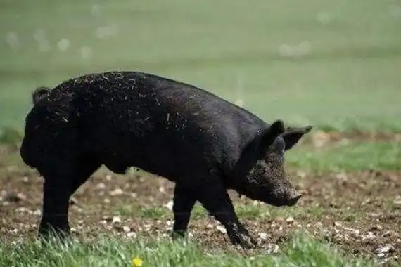 1,颜色:正常情况下黑毛猪毛色都呈黑色,但是部分杂