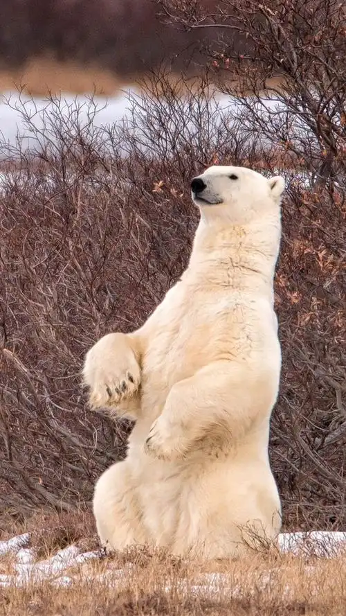 iphone 壁纸 北极熊站起来,灌木丛