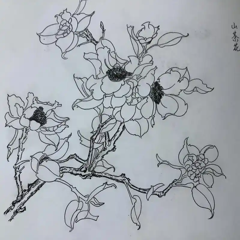 白描花卉.#纯手绘 #工笔画 #画画使我快乐 - 抖音