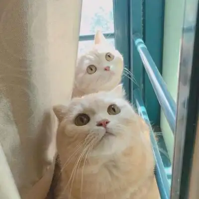 两只猫咪情侣头像高清可爱两个猫咪的情头大全图片