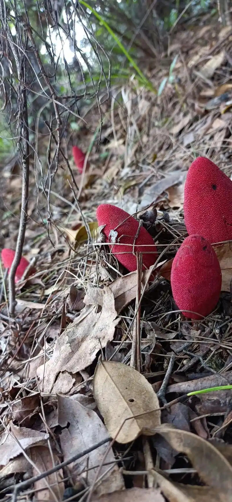 9215回春草别名:回心草,鹿茸灵芝,顶天柱等  产地:产于云南 - 抖