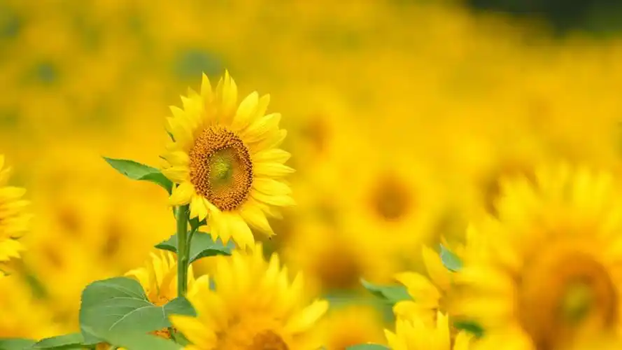 给大家分享一组精美的向日葵壁纸