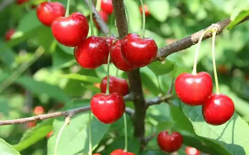 好看的樱桃水果高清桌面壁纸