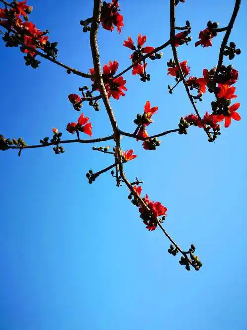 百年木棉花红醉美闹新春