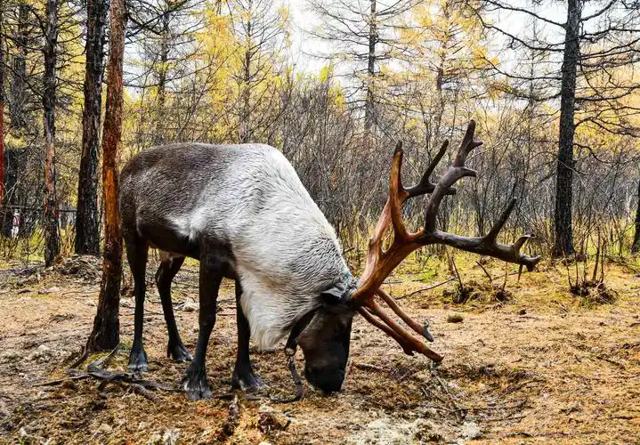 大美呼伦贝尔"敖鲁古雅驯鹿原始部落","根河森林度假村"和额尔古纳"