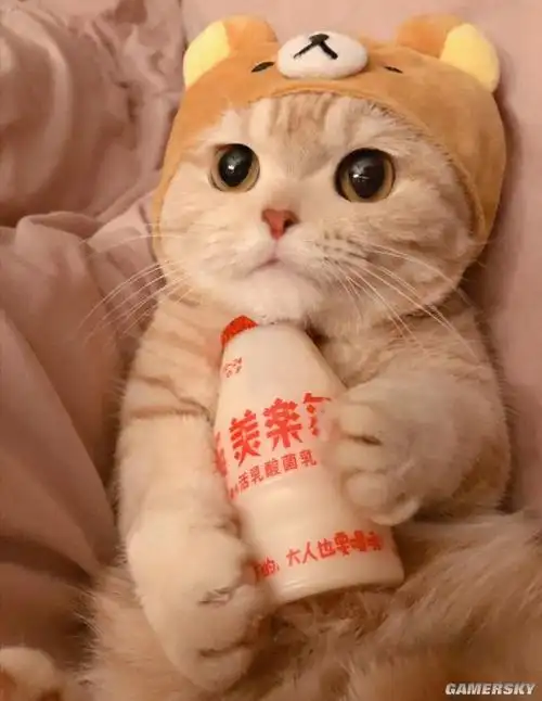 今日快乐源泉:二哈卖萌也独特 怎么看也是二大于萌 _ 游民星空 gamers