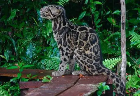 sunda islands clouded leopard