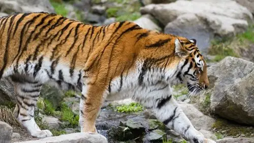 首页 动物与鸟 老虎 东北虎走,石头 壁纸 下载 3840x2160 uhd 4k极清