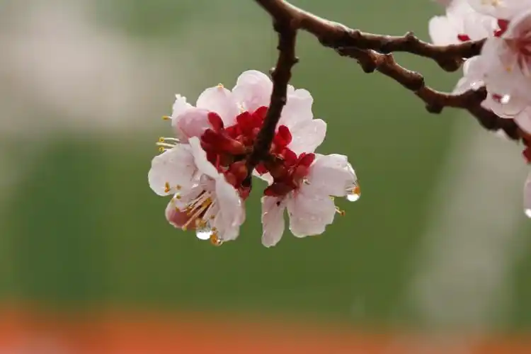 雨后杏花