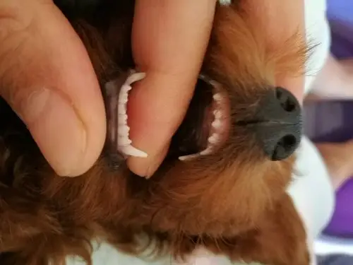 谁能告诉我看这狗牙是几个月狗