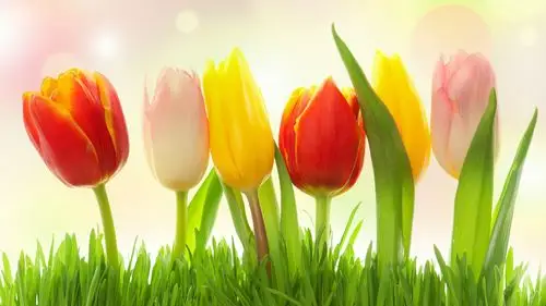 不同颜色的花,草,郁金香,粉色,黄色,红色 壁纸