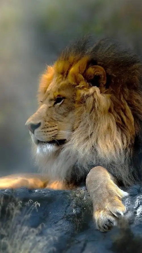 狮子,捕食者,草,石头 iphone 壁纸