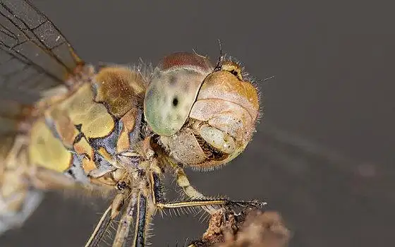 漂亮,蜻蜓,特写,头像