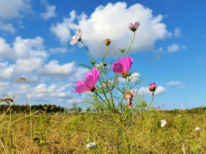 蓝天白云下花儿盛开