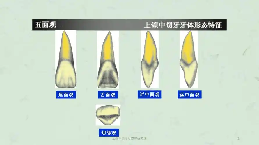 上颌中切牙形态特征简述课件