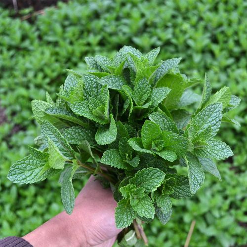 农村可食用薄荷苗土薄荷苗家乡留兰香薄荷绿植盆栽贵州野生薄荷 食用