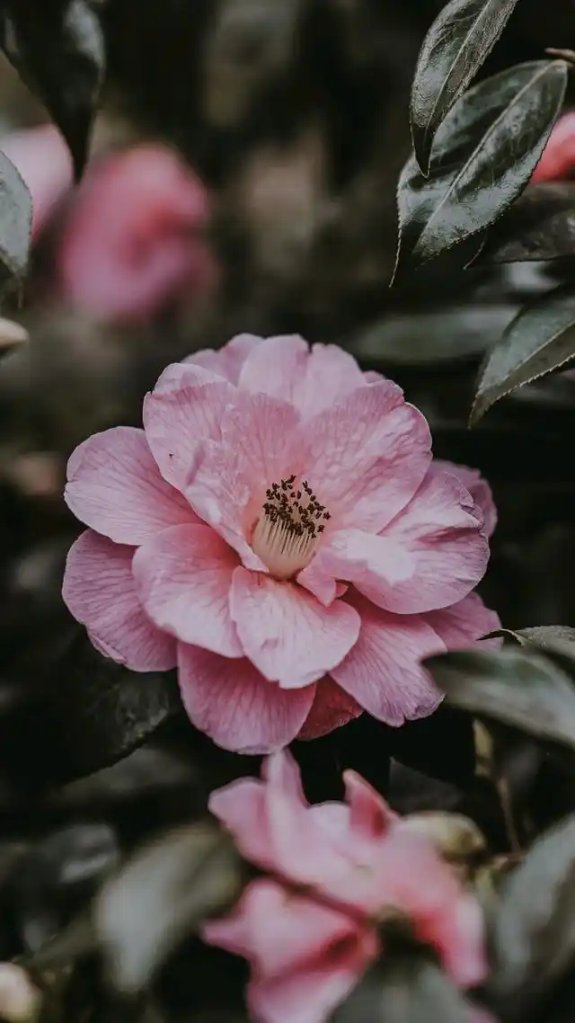 「3950x5524」无水印超清壁纸,简约 极简壁纸 4k