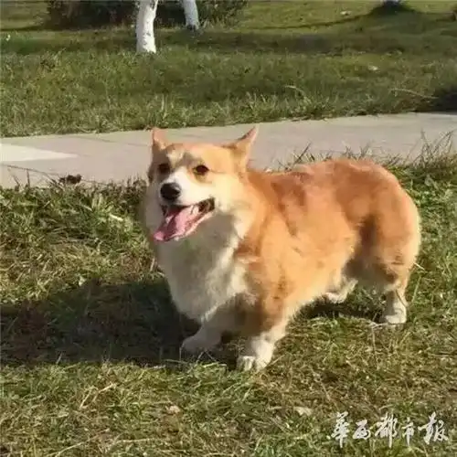 狗狗走丢2小时后竟被人剥了皮 不知怎么给2岁的儿子说