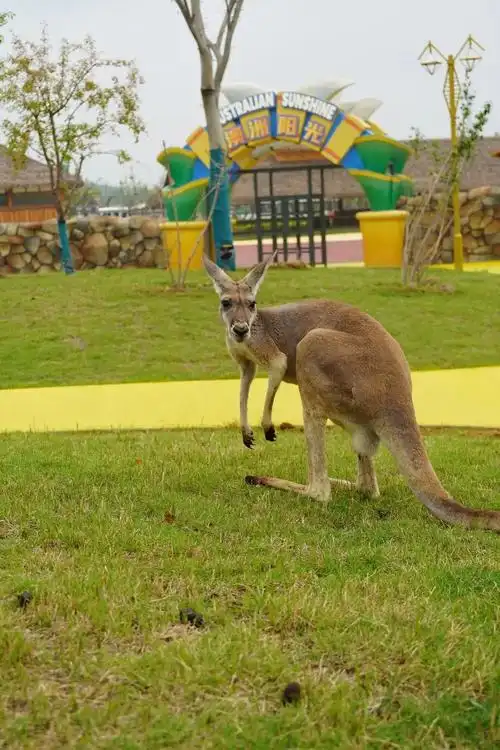 徐州这个野生动物园开园时间定啦两万多只萌宠亮相