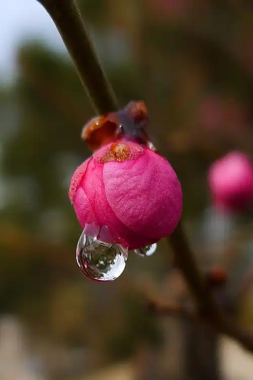 松下小5拍梅花水滴
