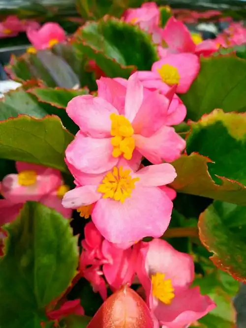 鲜艳美丽的四季海棠花