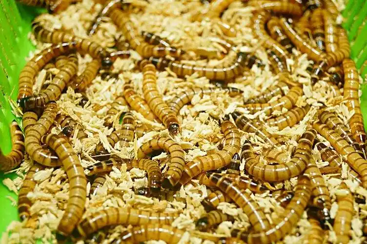 面包虫子活体虫大麦虫面包虫面包虫面包虫活体饲料虫23厘米200条含