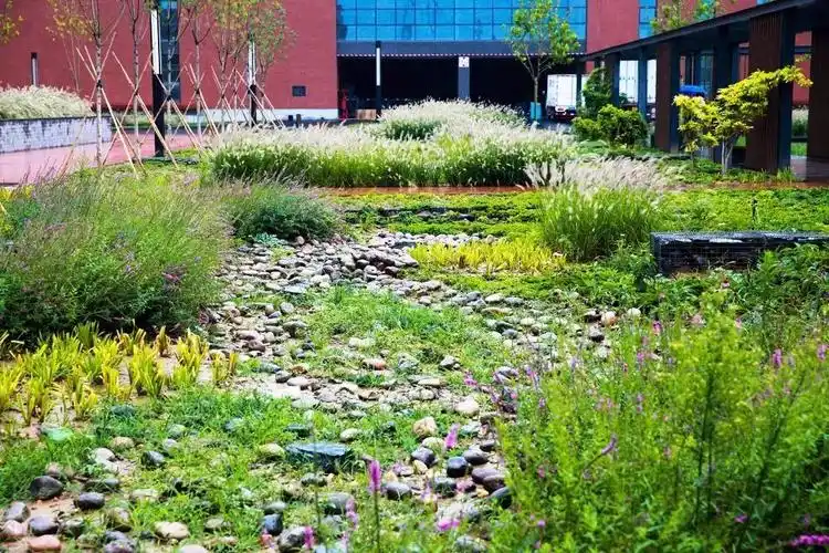 雨水花园海绵城市的试点工程