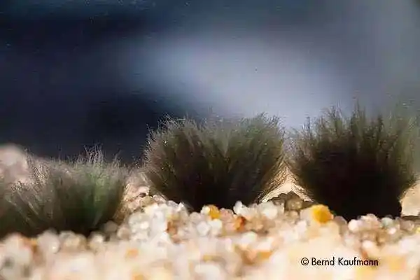 再难搞的黑毛藻,用这2步都能轻松除掉!