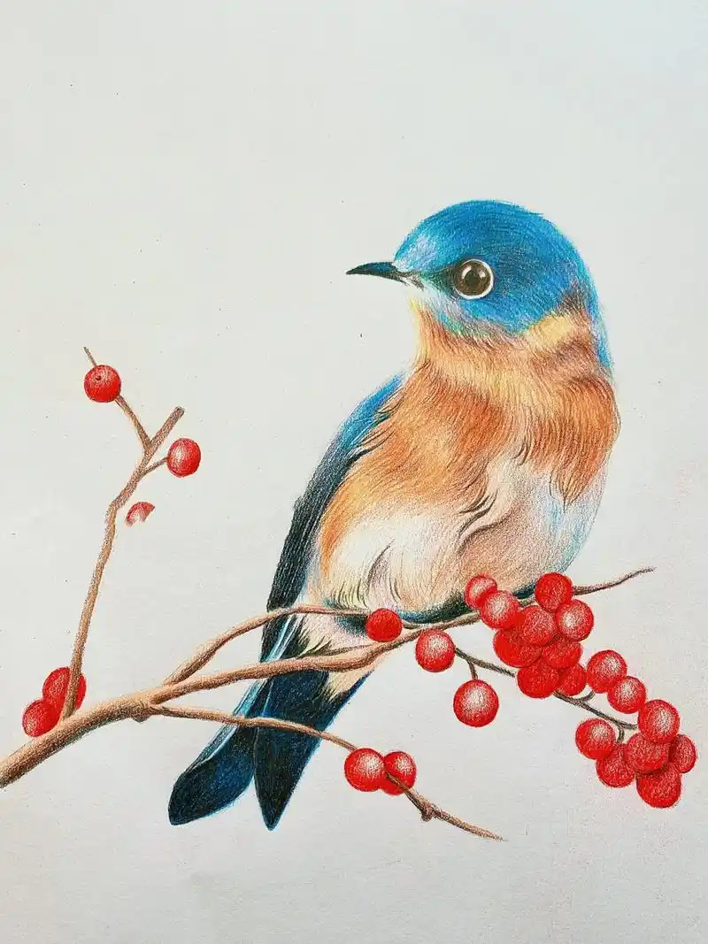 彩铅画 步骤图 鸟 花鸟画 手绘过程