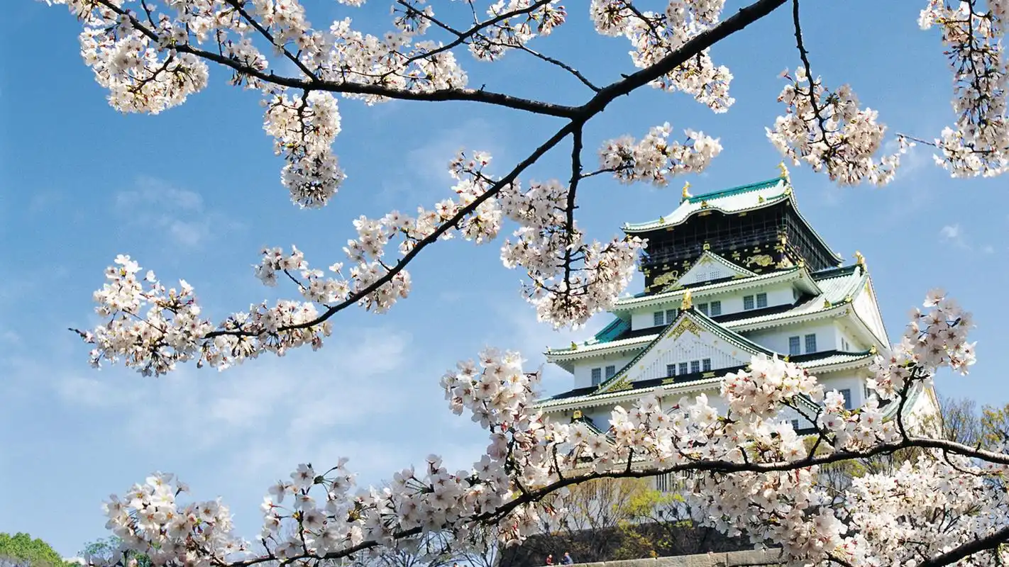 绚丽日本樱花唯美高清桌面壁纸高清大图预览1920x1200_风景壁纸下载