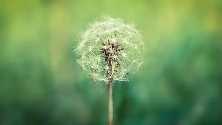 护眼 蒲公英的种子4k高清壁纸壁纸(小清新静态壁纸) - 静态壁纸下载