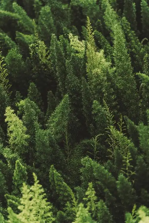 杰诺瓦万能色调分享第七期质感墨绿万能预设