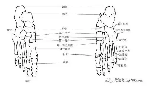 美貌端正的脸从脚开始