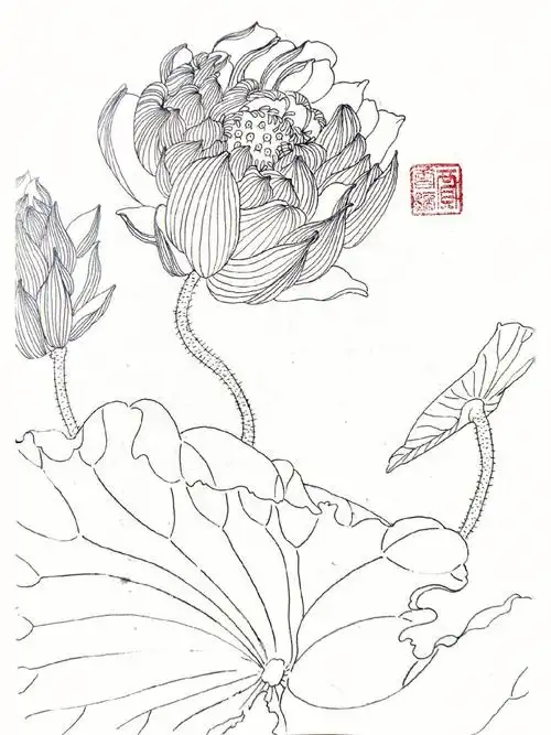 打卡白描绘画一百天1001