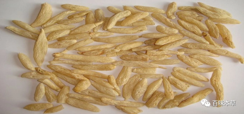 浙麦冬川麦冬和山麦冬的性状鉴别